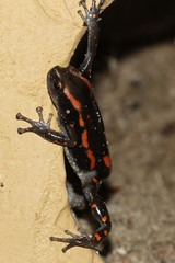 Phrynomantis bifasciatus