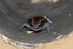 Phrynomantis bifasciatus