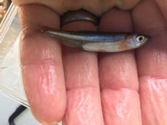 Notropis percobromus