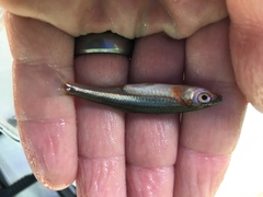 Notropis percobromus