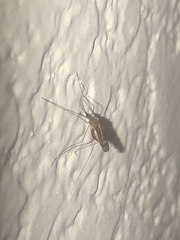 Anopheles freeborni