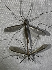 Tipula sayi