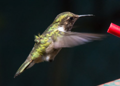 Selasphorus flammula