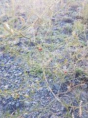 Asparagus burjaticus