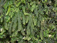 Cheilolejeunea clypeata