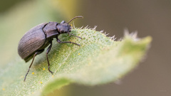 Bothrotes canaliculatus