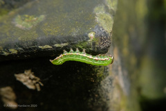 Norracoides basinotata