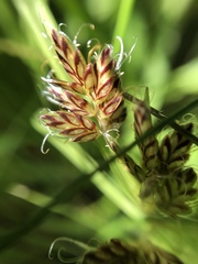 Cyperus diandrus