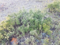 Rhamnus erythroxylum