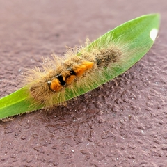 Dasychira chekiangensis