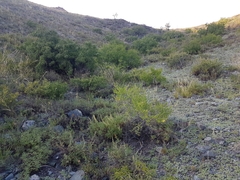 Rhamnus erythroxylum