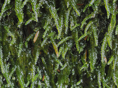 Rhynchostegium aquaticum