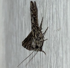 Idia americalis