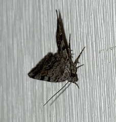 Idia americalis