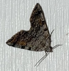 Idia americalis