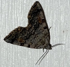 Idia americalis