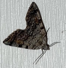 Idia americalis