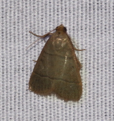 Hypsopygia nostralis