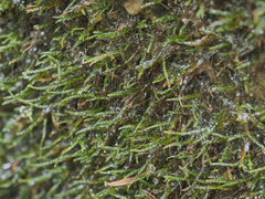 Platylomella lescurii