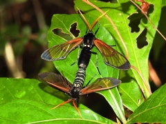 Isanthrene perboscii