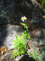 Bidens bigelovii