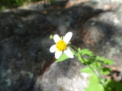 Bidens bigelovii