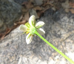 Bidens bigelovii