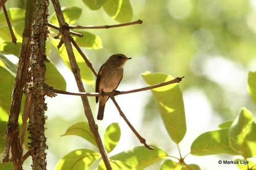 Gambaga Flycatcher