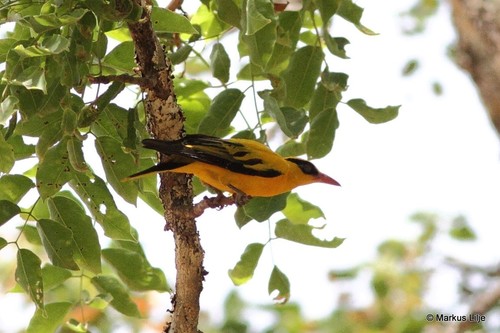 African Golden Oriole