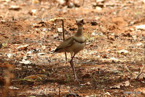 Bronze-winged Courser