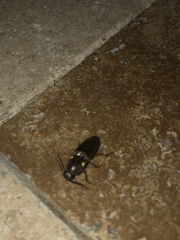 Deilelater physoderus