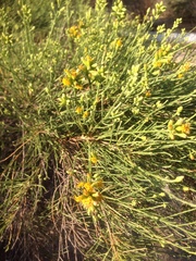 Lepidospartum squamatum