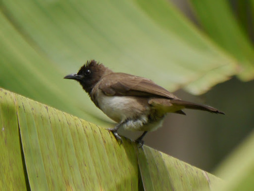 Common Bulbul