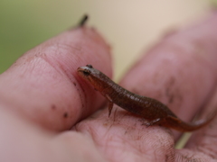 Desmognathus wrighti