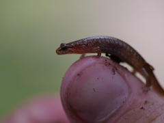 Desmognathus wrighti