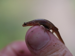 Desmognathus wrighti