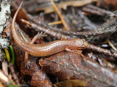 Desmognathus wrighti