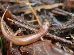 Desmognathus wrighti