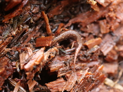 Desmognathus wrighti