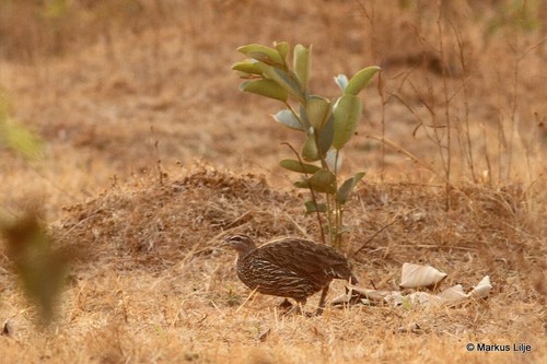 Double-spurred Spurfowl