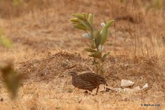 Pternistis bicalcaratus