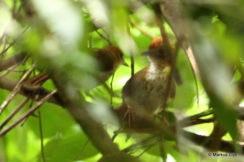 Thrush Babbler (Illadopsis turdina) · iNaturalist