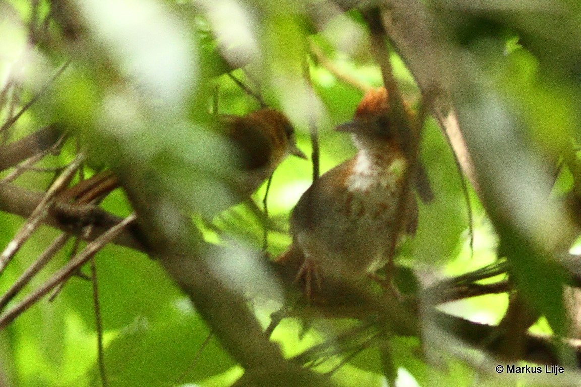 Thrush Babbler illustration