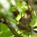 Illadopsis turdina - Photo (c) markus lilje, μερικά δικαιώματα διατηρούνται (CC BY-NC-ND), uploaded by markus lilje