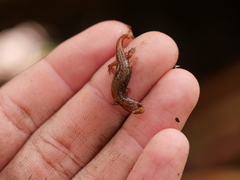 Desmognathus wrighti