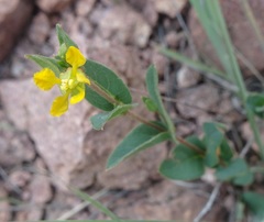 Aspicarpa hirtella