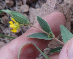 Aspicarpa hirtella