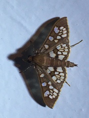 Prenesta fenestrinalis