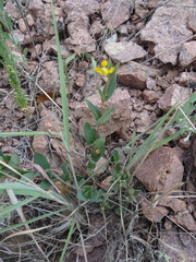 Aspicarpa hirtella
