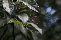 Comparettia falcata